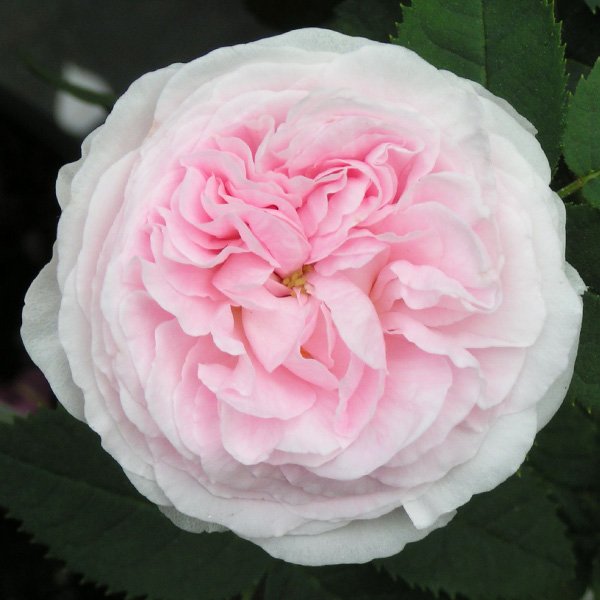 Felicite Parmentier