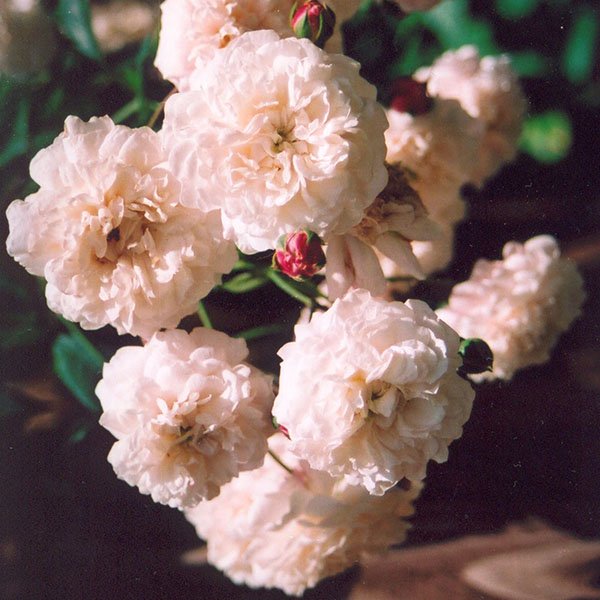 Felicite et Perpetue - Rambling Rose