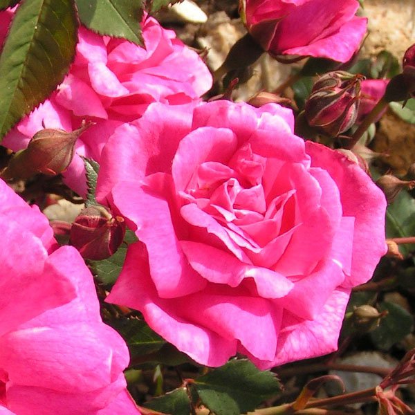 Fellemberg/ La Belle Marseillaise - Pink China Rose