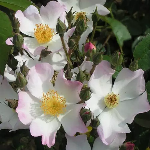 Francis E. Lester - Rambling Rose