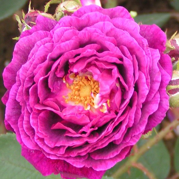 Gipsy Boy - Bourbon Rose
