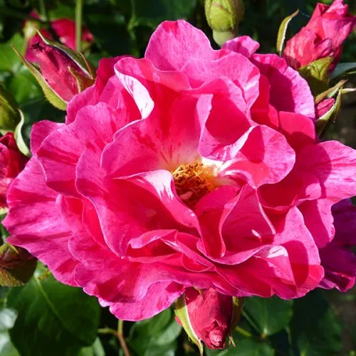 Guy Savoy - Striped Delbard Rose