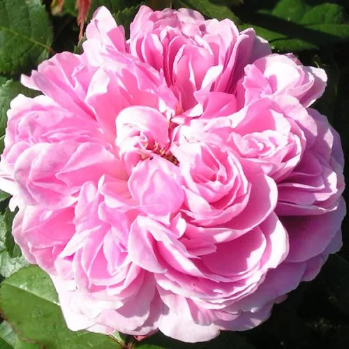 Jacques Cartier - Pink Damask Rose