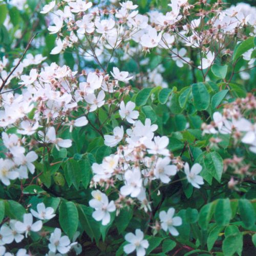 Kiftsgate is a white rambling rose, famously seen at Kiftsgate Court Gardens.
