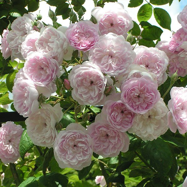 Laure Davoust - Pink Rambling Rose