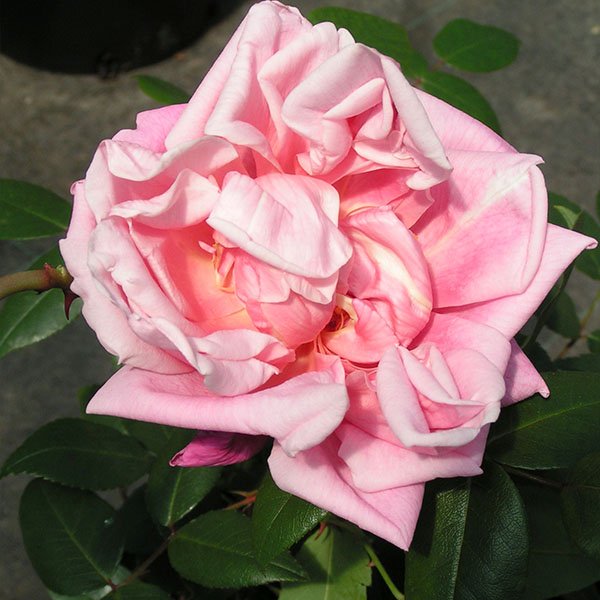 Le Vesuve - Pink China Rose