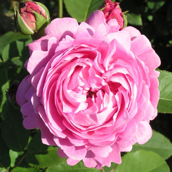 Louise Odier - Pink Bourbon Rose