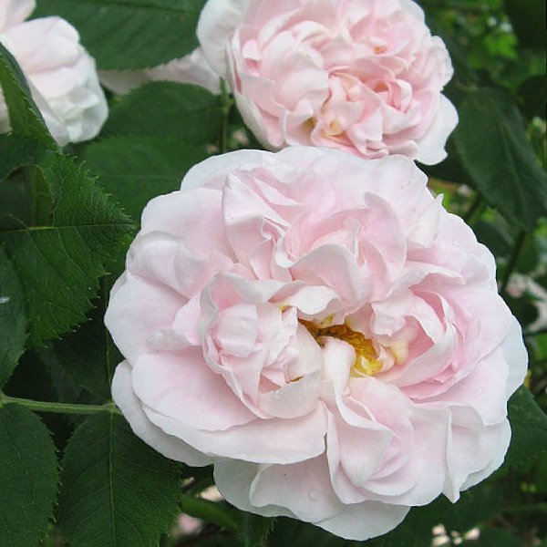 Maiden's Blush