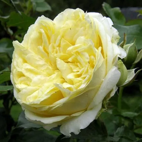Mary - Yellow Renaissance Rose