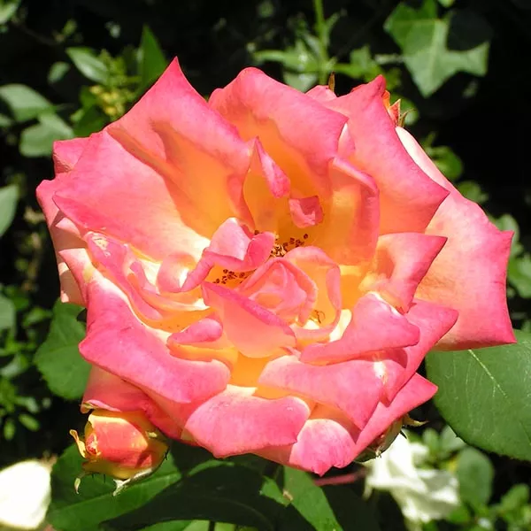 Masquerade - Climbing Rose