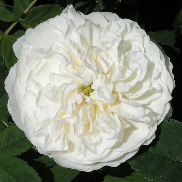 Madame Legras de St Germain