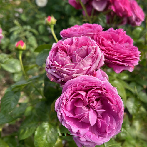 Mottisfont rose introduced by Tantau.