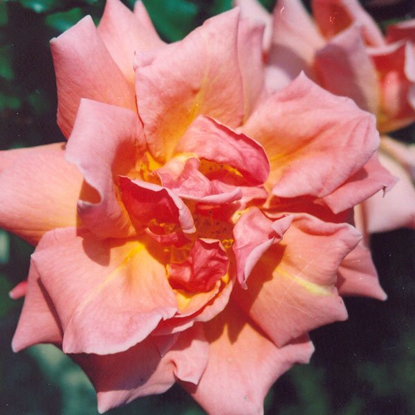 Mrs Sam McGreedy - Climbing Rose