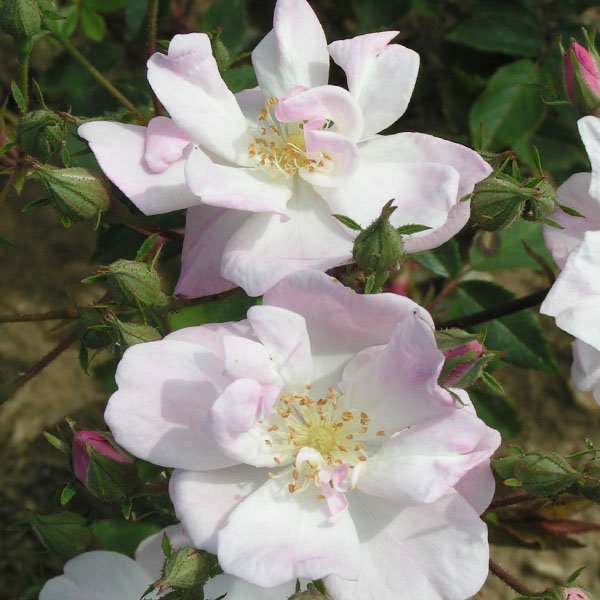 Narrow Water - Rambling Rose