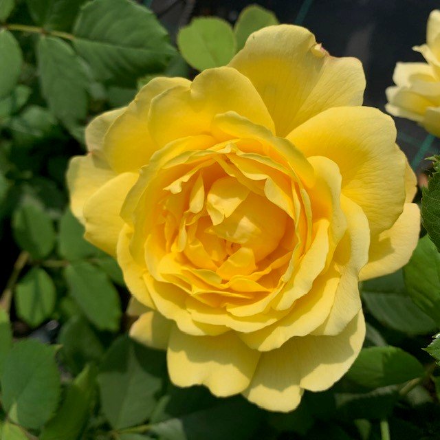 Our Rose
