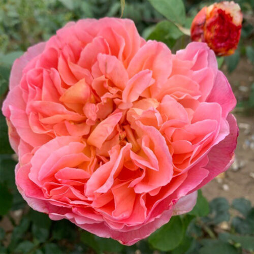 Papi Delbard has amazing array of colours through the season.