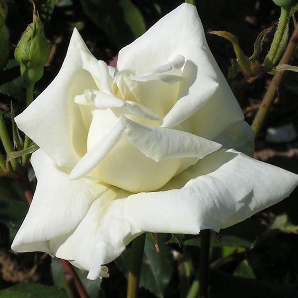 Pauls Lemon Pillar - Climbing Rose