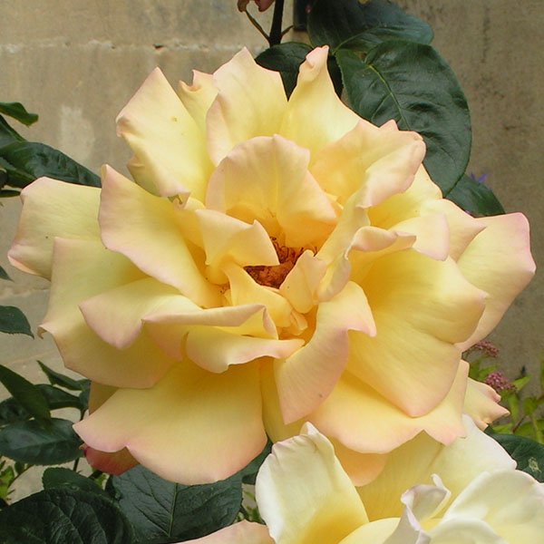 Peace - Climbing Rose