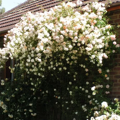 Phyllis Bide - Pink Rambling Rose