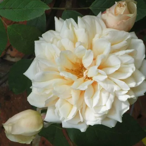 Reve d'Or - Climbing Rose