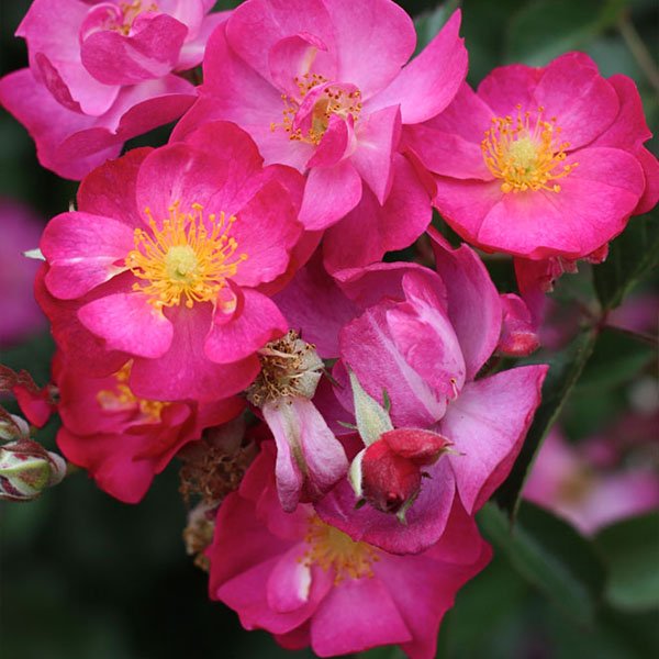 Robin Hood - Pink Hybrid Musk Rose