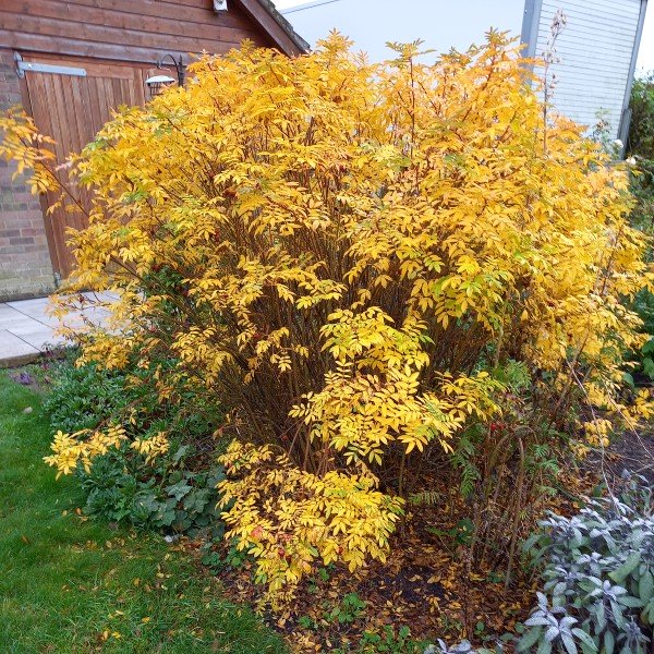 Beautiful autumn foliage of Rosa nitida