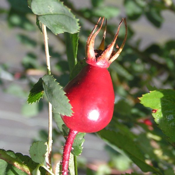 Rosa pimpinellifolia 'Mary Queen of Scots'- Autumn Hips