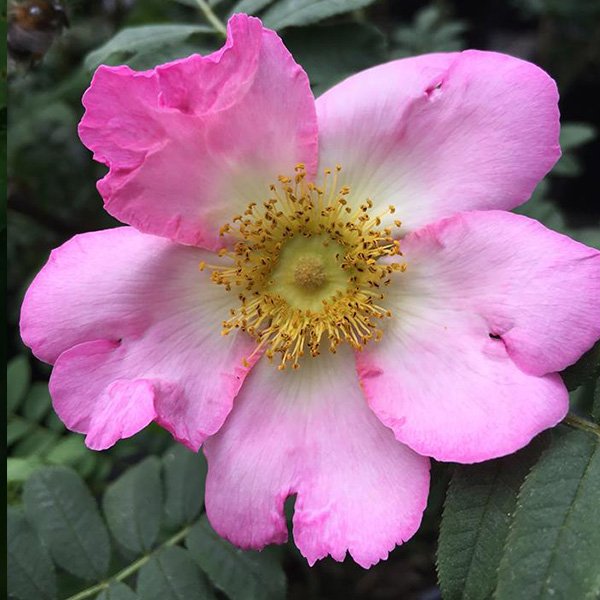 Rosa Roxburghii - Pink Species Rose