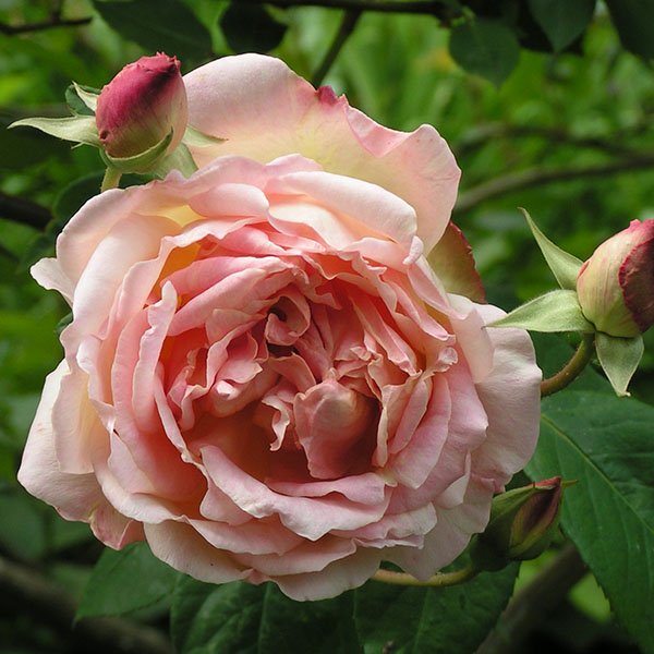 Souvenir de Mme. Leonie Viennot - Climbing Rose