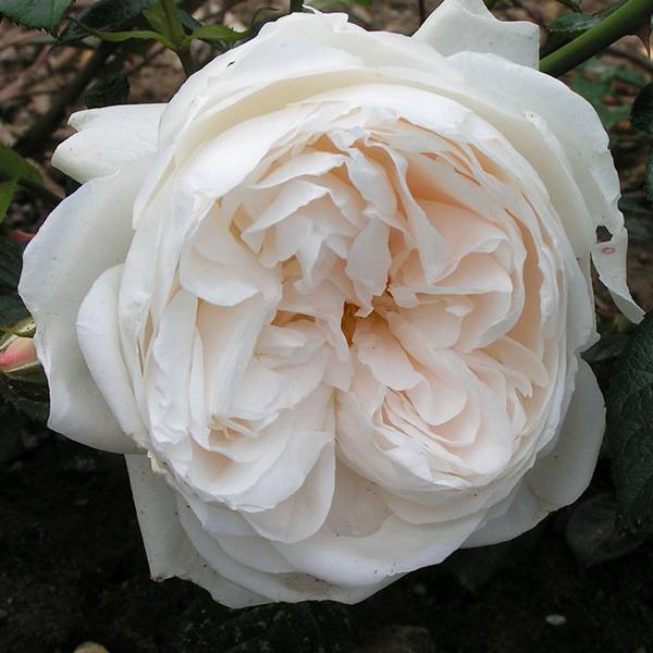 Summer Memories - White Shrub Rose