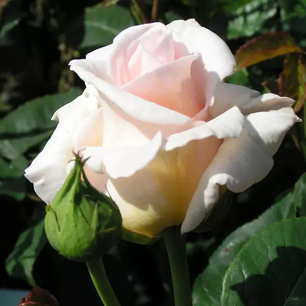 Swan Lake - Pink Climbing Rose