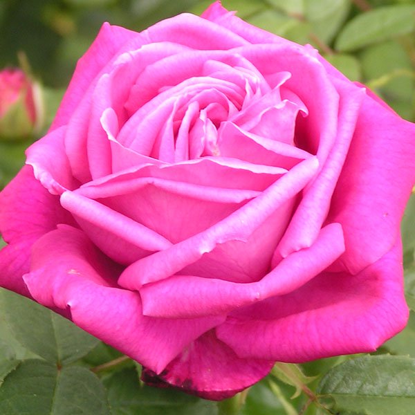Tom Wood - Pink Hybrid Perpetual Rose