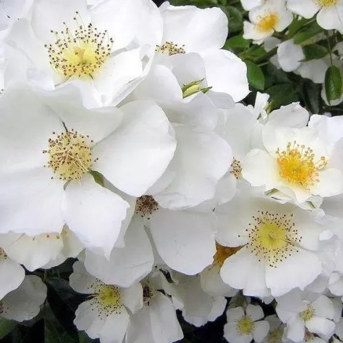 Wedding Day a white Rambling Rose