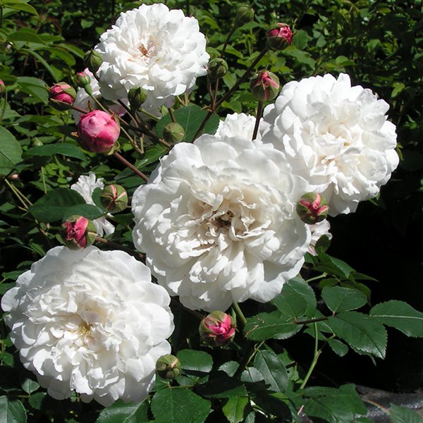 Petg Roses White Pet SHRUB ROSE | Quality Roses Direct From Grower