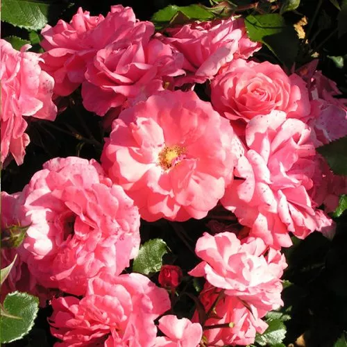Wiltshire - Pink Ground Cover Rose