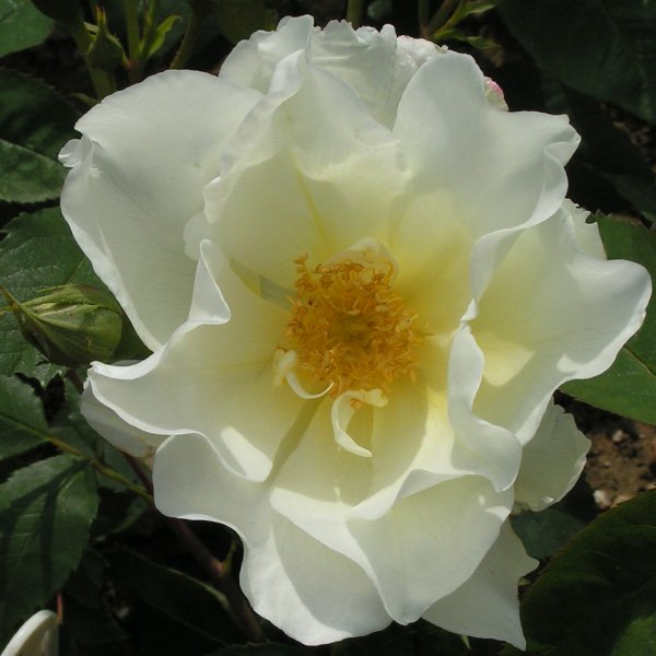 Windrush - Yellow Shrub Rose