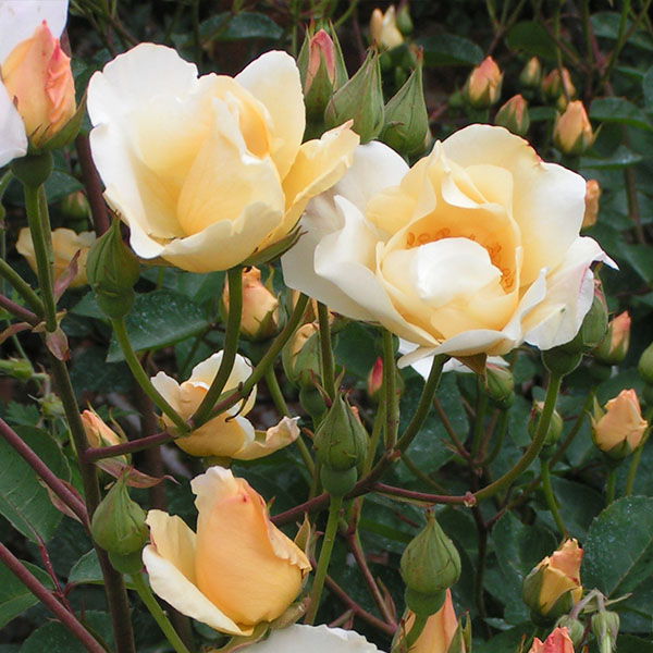 Autumn Delight - Apricot Hybrid Musk Rose