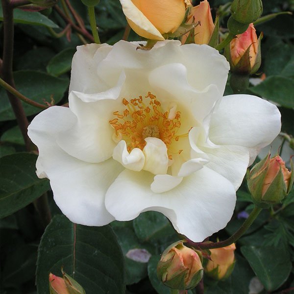 Autumn Delight - Apricot Hybrid Musk Rose