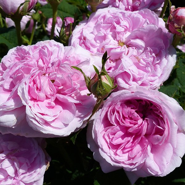 Belle sans flatterie - Pink Gallica Rose