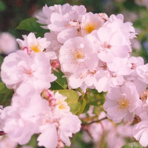 Bobbie James a white rambling rose