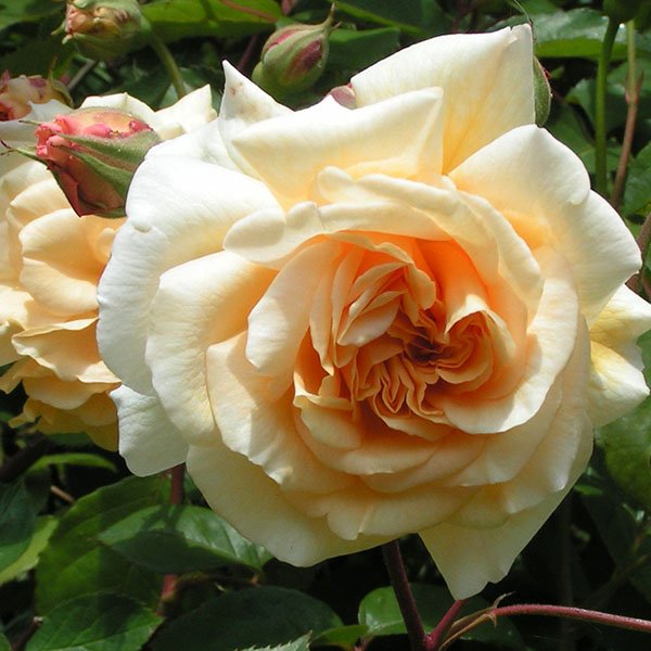 Buff Beauty - Buff Hybrid Musk Rose