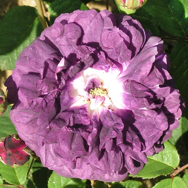Cardinal de Richelieu - Purple Gallica Rose