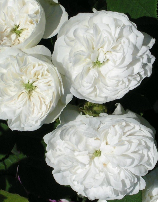 Mme Hardy an old cupped Damask Rose.
