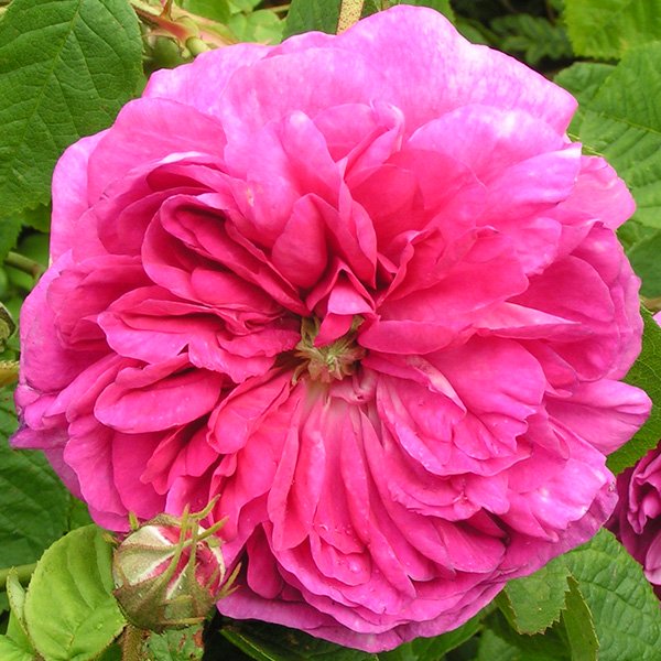 Duc de Guiche - Gallica Rose