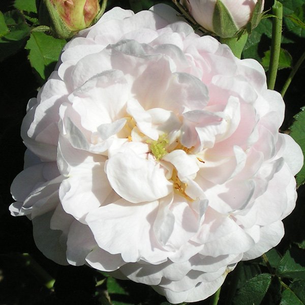 Duchesse de Montebello - Gallica Rose
