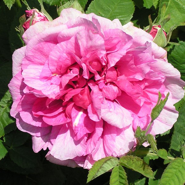 Empress Josephine - Pink Gallica Rose