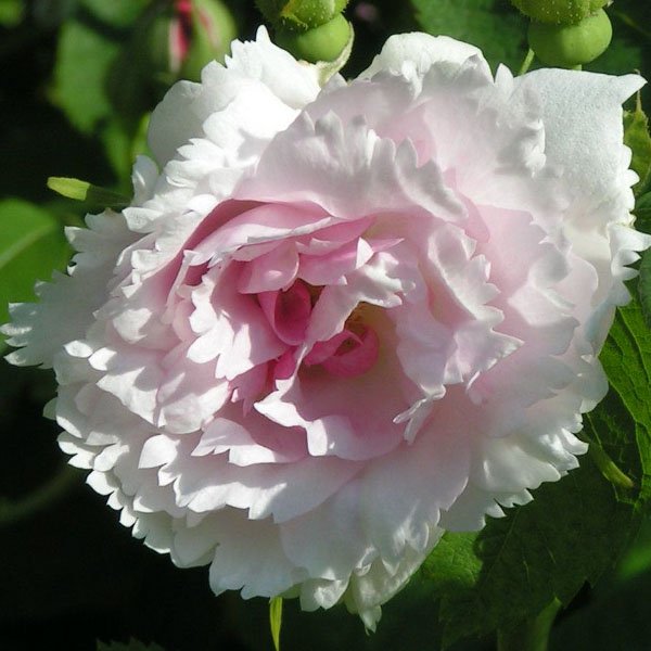 Fimbriata