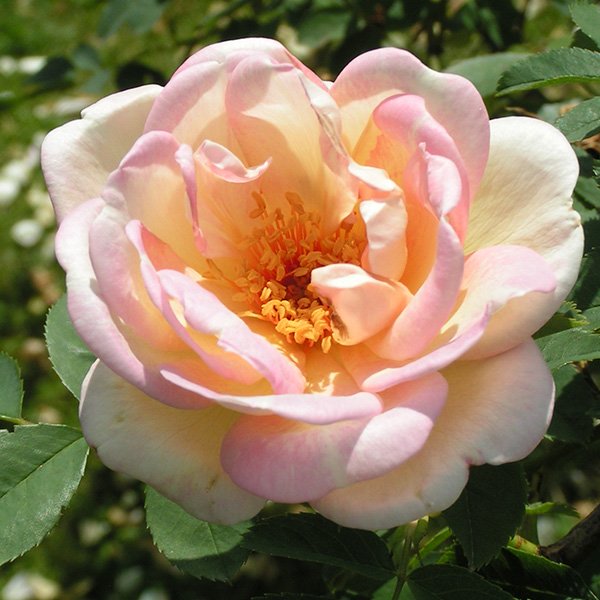 Fruhlingsduft - Shrub Rose