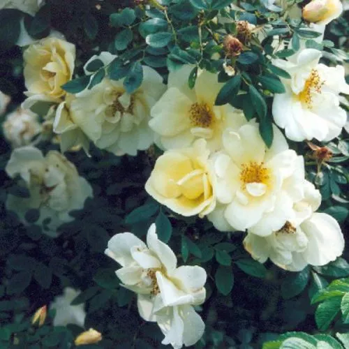Fruhlingsgold - Yellow Shrub Rose