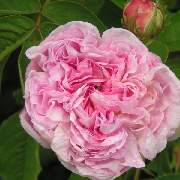 Gloria de France - Pink Gallica Rose
